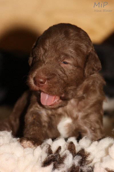 2011-05-15 Puppies Candy & Svet (57).jpg